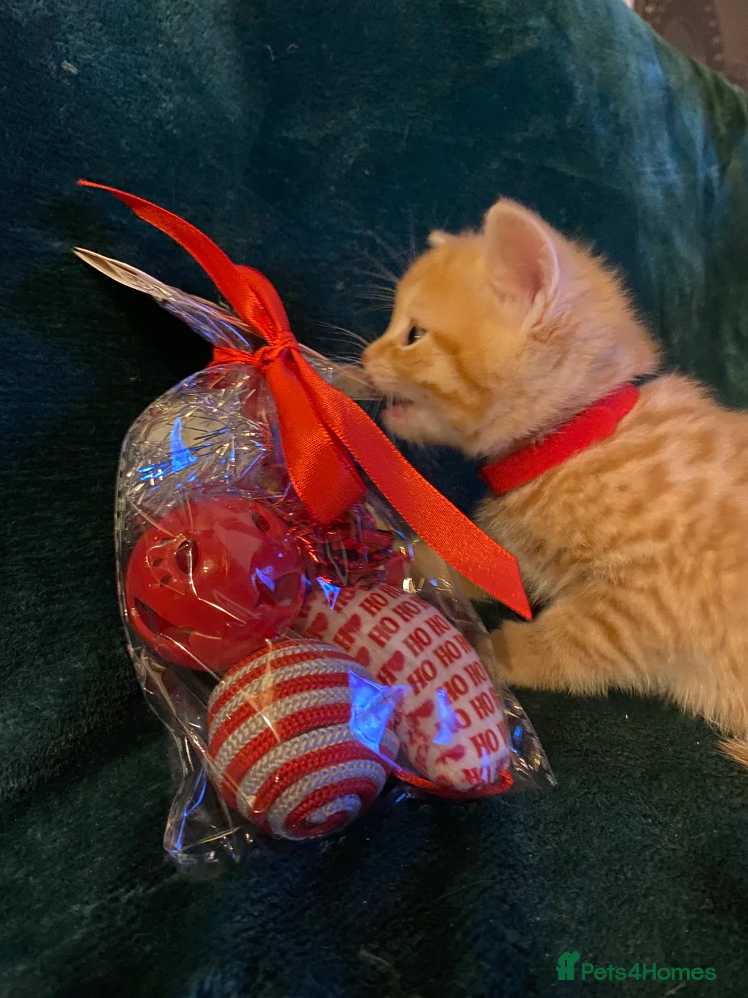 Scottish Fold cats for sale: ALL RESERVED NOW Scottish Straight Ginger Kittens - Advert 20