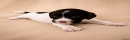 Cocker Spaniel dogs for sale: Chocolate Merle spaniels  - Advert 6