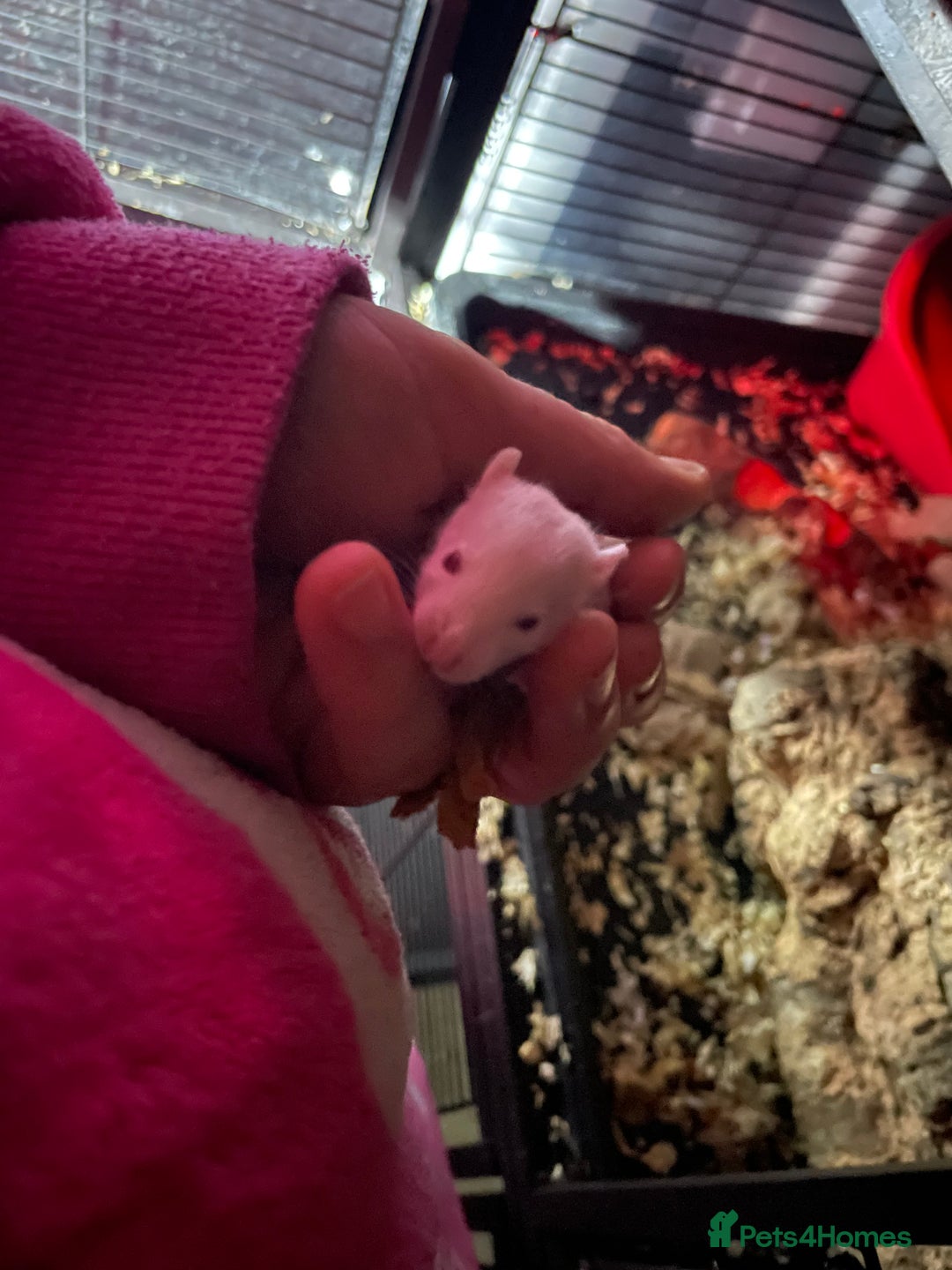 Rat rodents for sale: Rat babies  - Advert 2