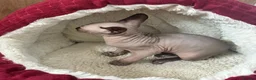 Sphynx cats for sale: Blue eyed beautiful baby kitten  - Advert 14