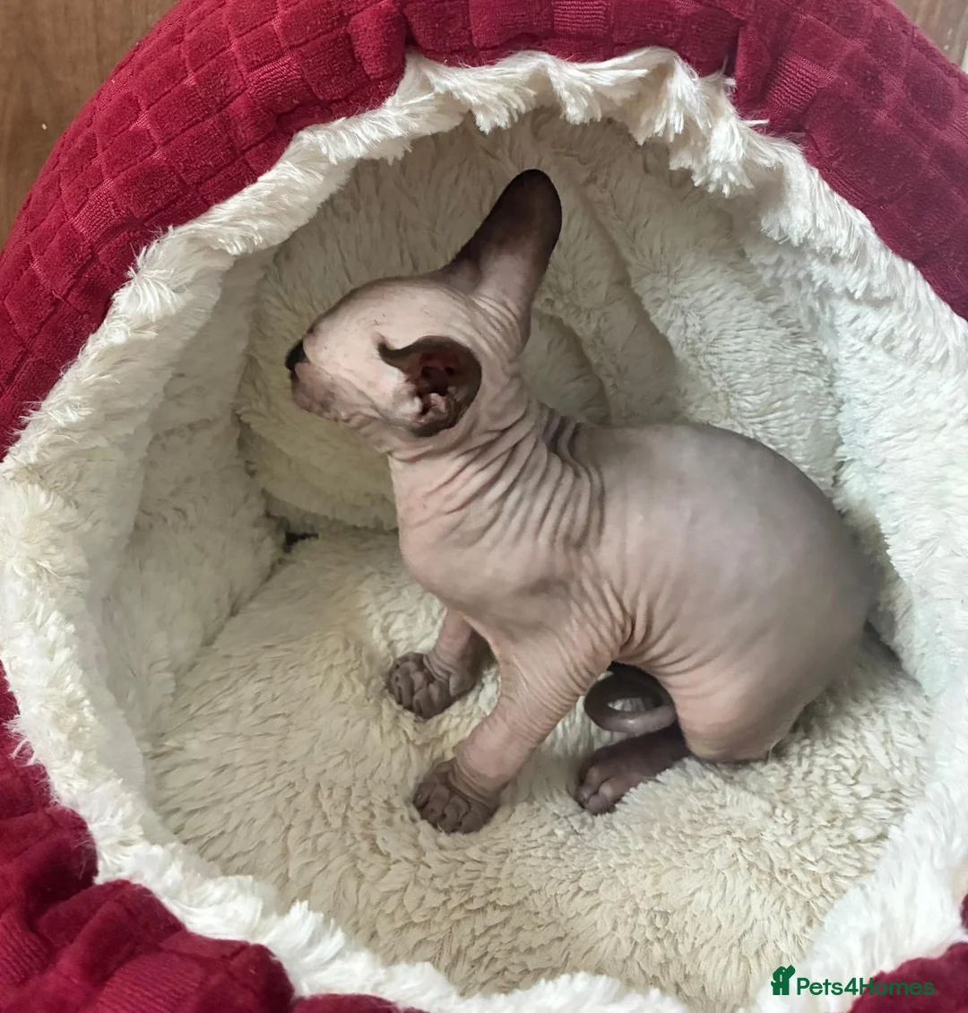 Sphynx cats for sale: Blue eyed beautiful baby kitten  - Advert 14