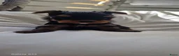Yorkshire Terrier dogs for sale: Yorkshire Terrier Puppys  - Advert 4