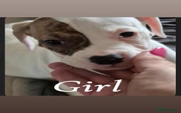 American Bulldog dogs for sale: American bulldog pups - Image 9