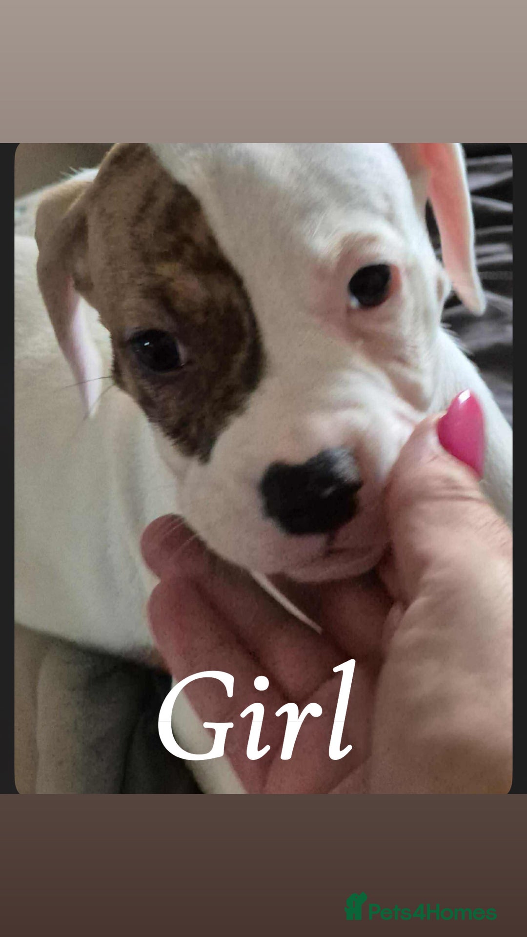 American Bulldog dogs for sale: American bulldog pups - Image 9