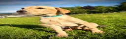 Labrador Retriever dogs for sale: Yellow Labrador Dog Puppy - Advert 3