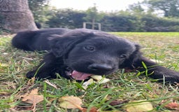 Mixed Breed dogs for sale: Collie Setter puppies - Image 2