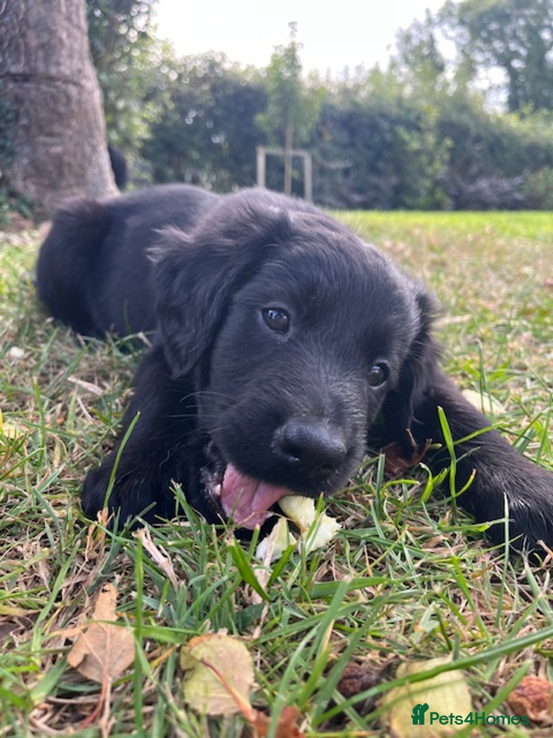 Mixed Breed dogs for sale: Collie Setter puppies - Image 2