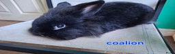 Mini Lion Lop rabbits for sale: 1 does and 5 bucks mini lop and lion lop - Advert 4