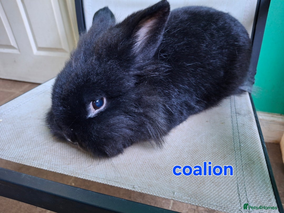 Mini Lion Lop rabbits for sale: 4 does and 5 bucks mini lop and lion lop - Image 5