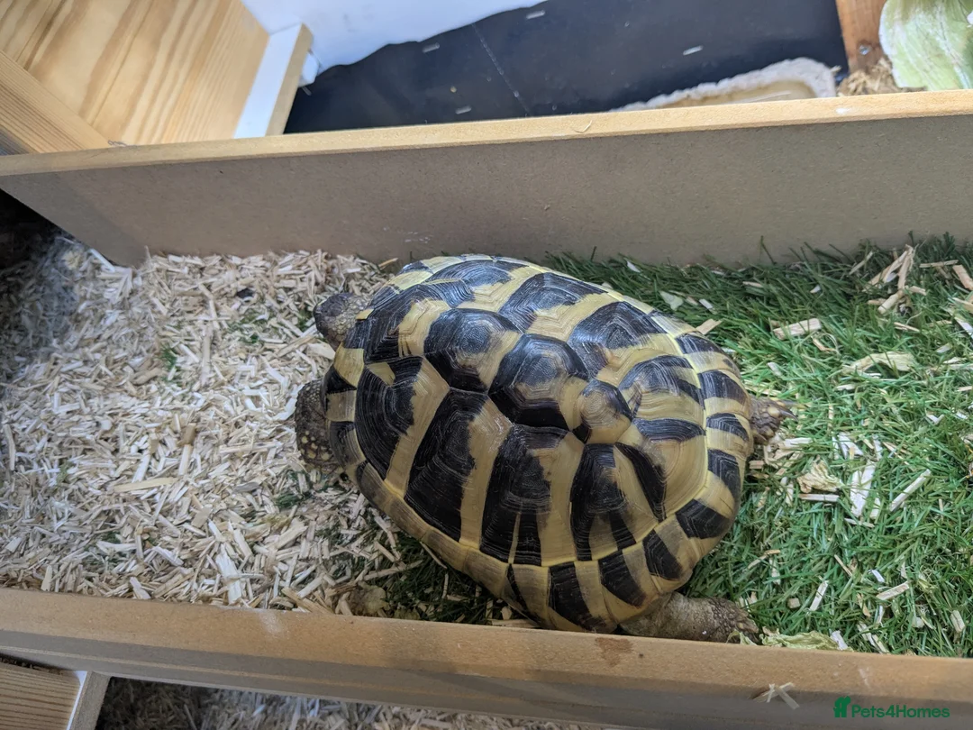 Hermann Tortoise reptiles for sale: Hermann tortoise 6 years old - fully certified - Advert 2