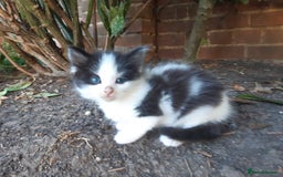 Mixed Breed cats for sale: 6 Kittens Available to take home today 😸  - Image 20