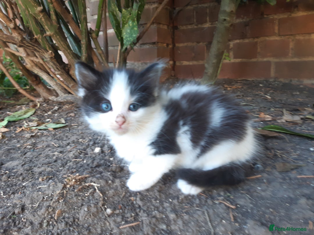 Mixed Breed cats for sale: 6 Kittens Available to take home today 😸  - Image 20