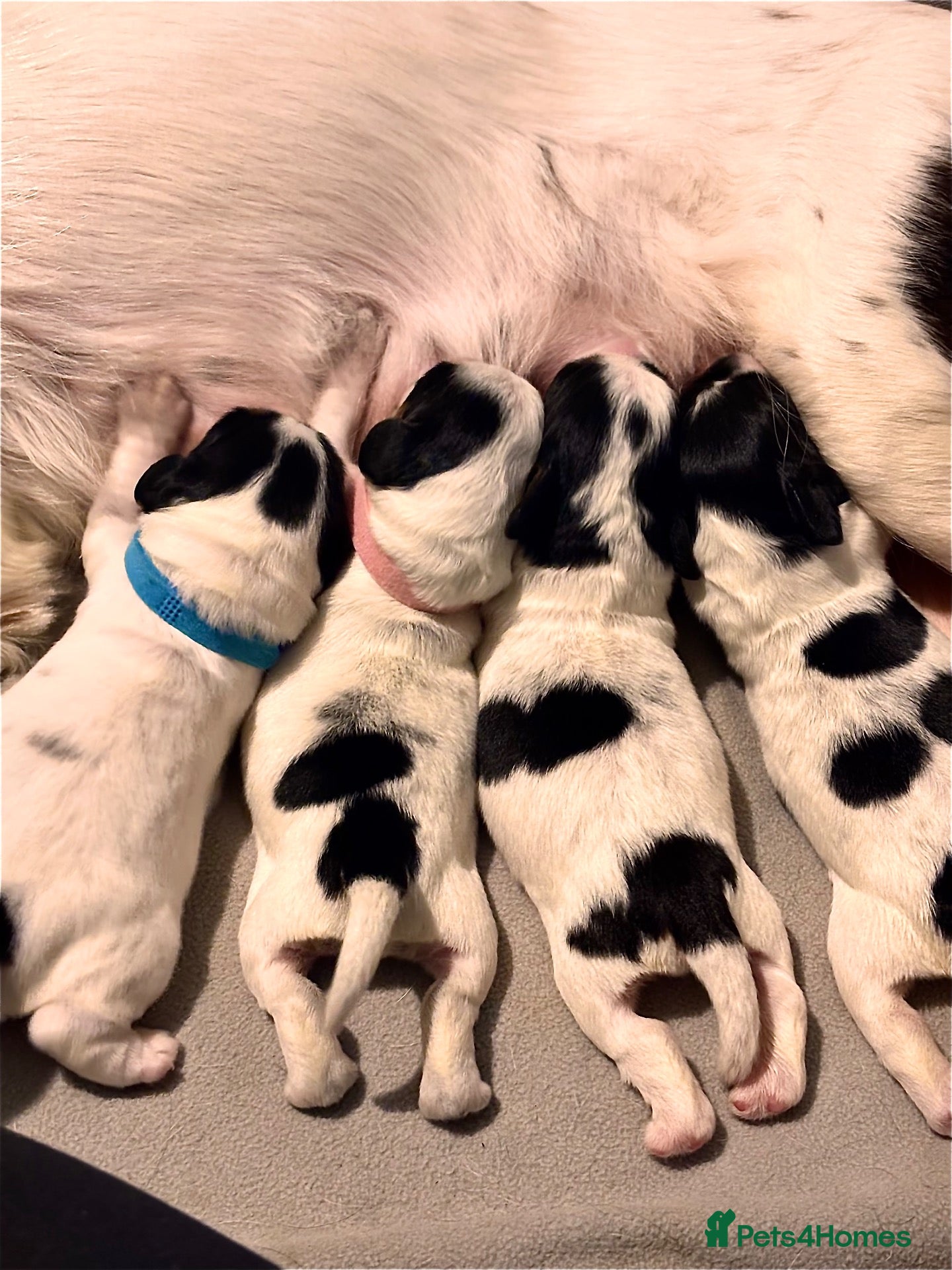 Sprocker dogs Gorgeous Sprocker Pups Available  - Advert 1