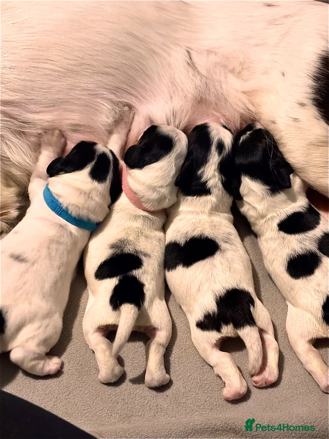 Sprocker dogs for sale: Gorgeous Sprocker Pups Available  - Advert 1