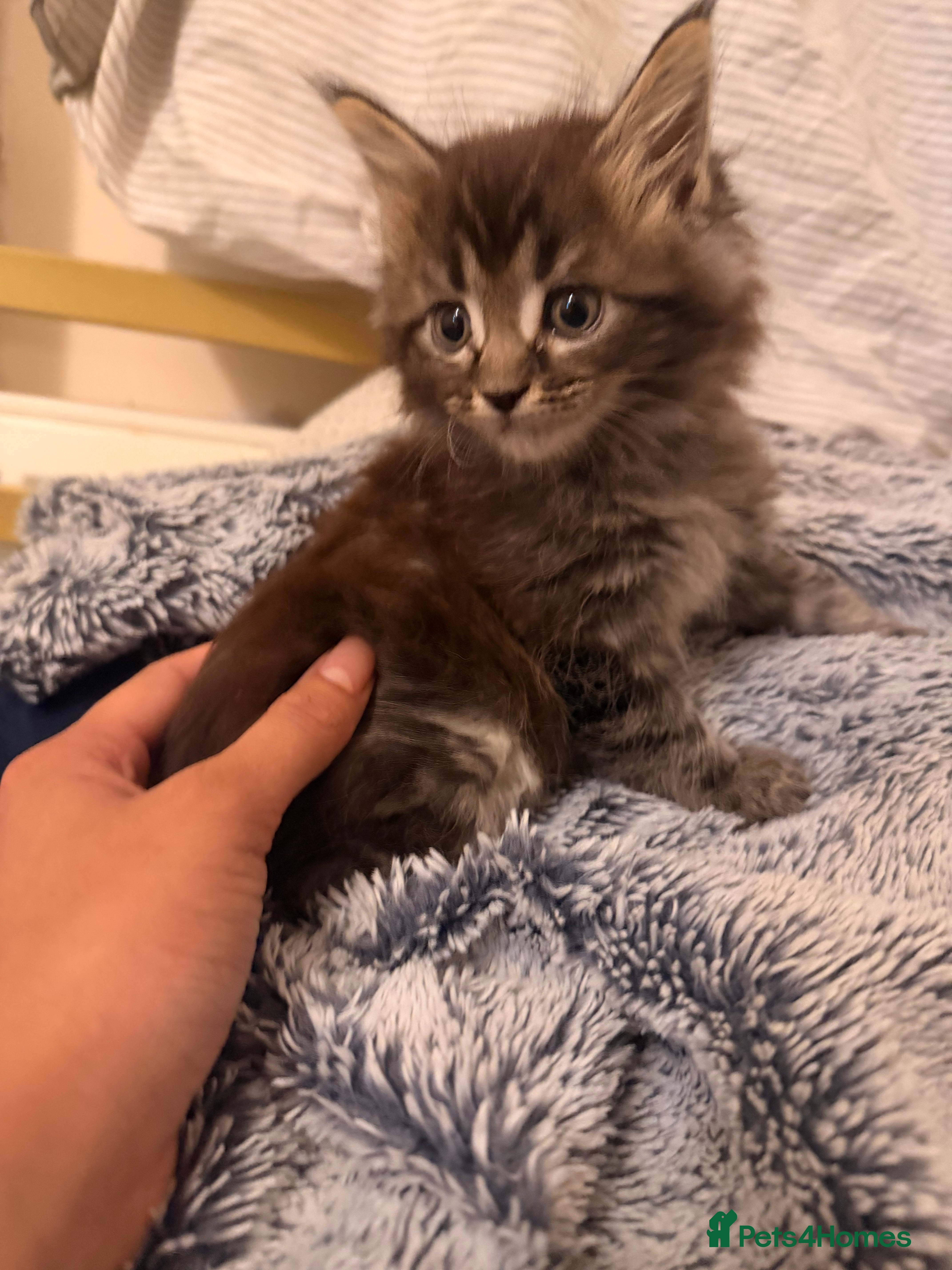 Maine Coon cats Pedigree xl mainecoon kittens  - Advert 2