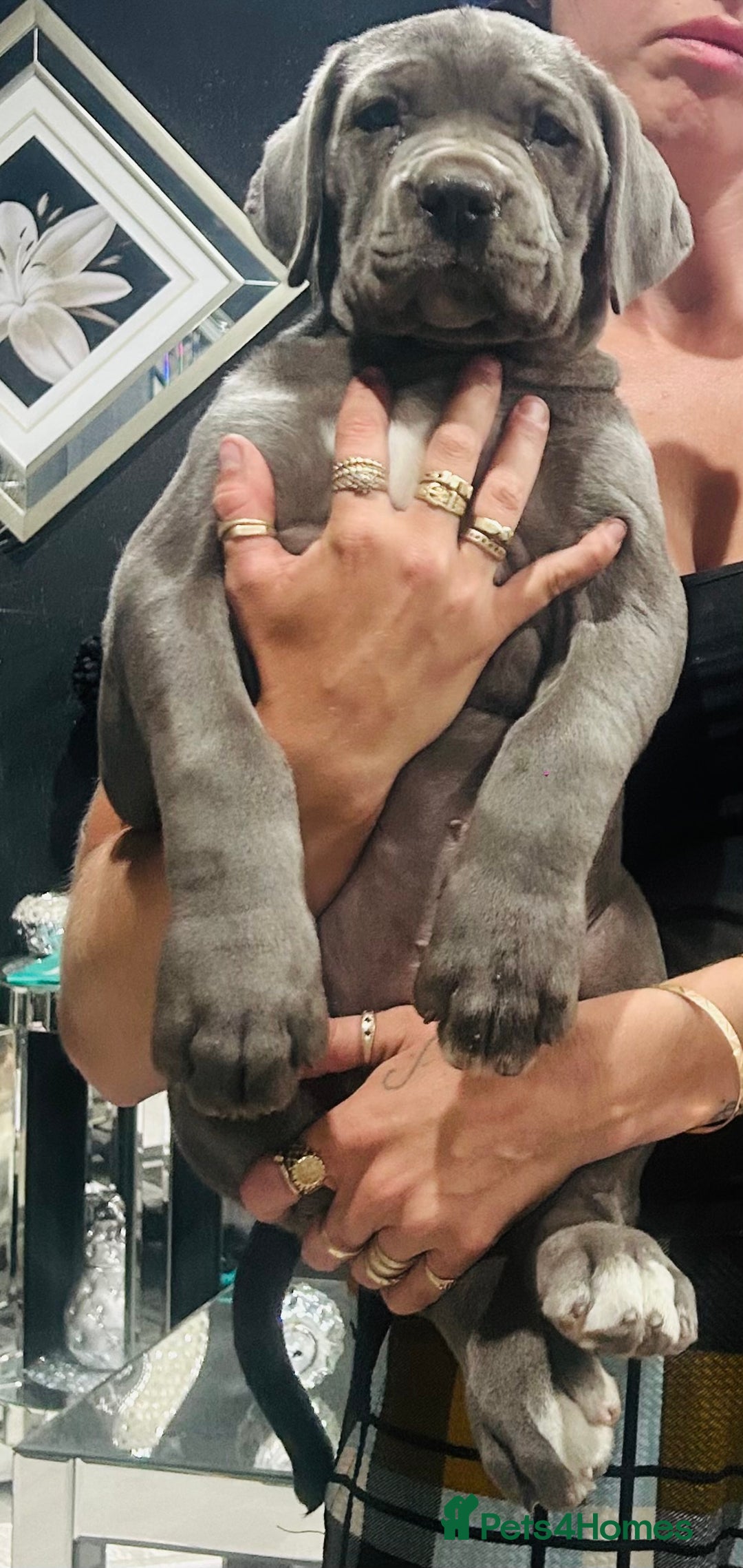 Boerboel dogs for sale: Last boerboel puppy (blue girl , ready now) - Image 4