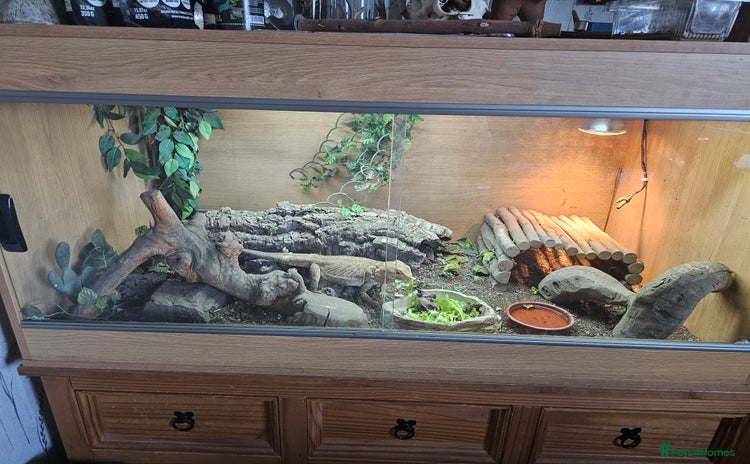 Bearded Dragon reptiles - Advert 3