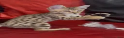 Savannah cats for sale: Pure Pedigree! Top Quality Tica Registr. Savannahs - Advert 19