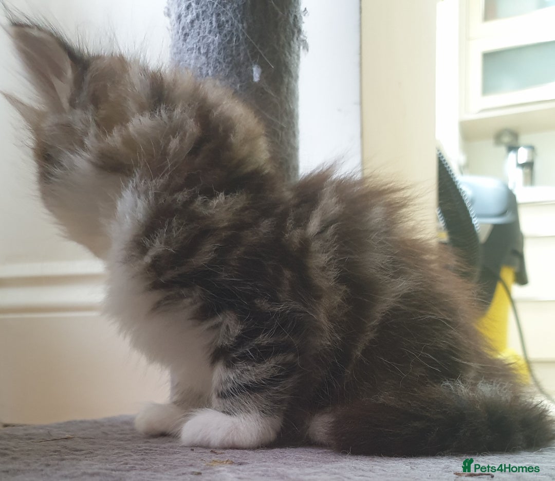 Siberian cats for sale: Pure gorgeous Siberian Kittens, Hypoallergenic - Image 20