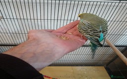 Budgerigars birds for sale: Budgies - Image 2