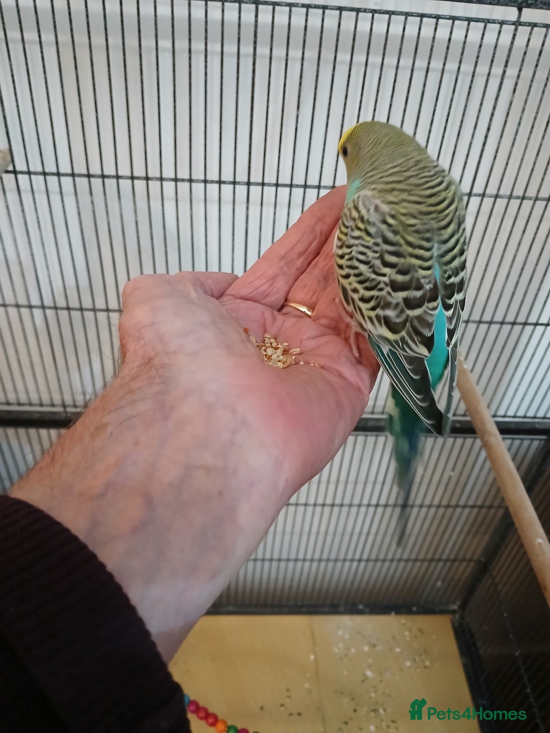 Budgerigars birds for sale: Budgies - Image 2