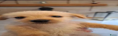 Mixed Breed 2