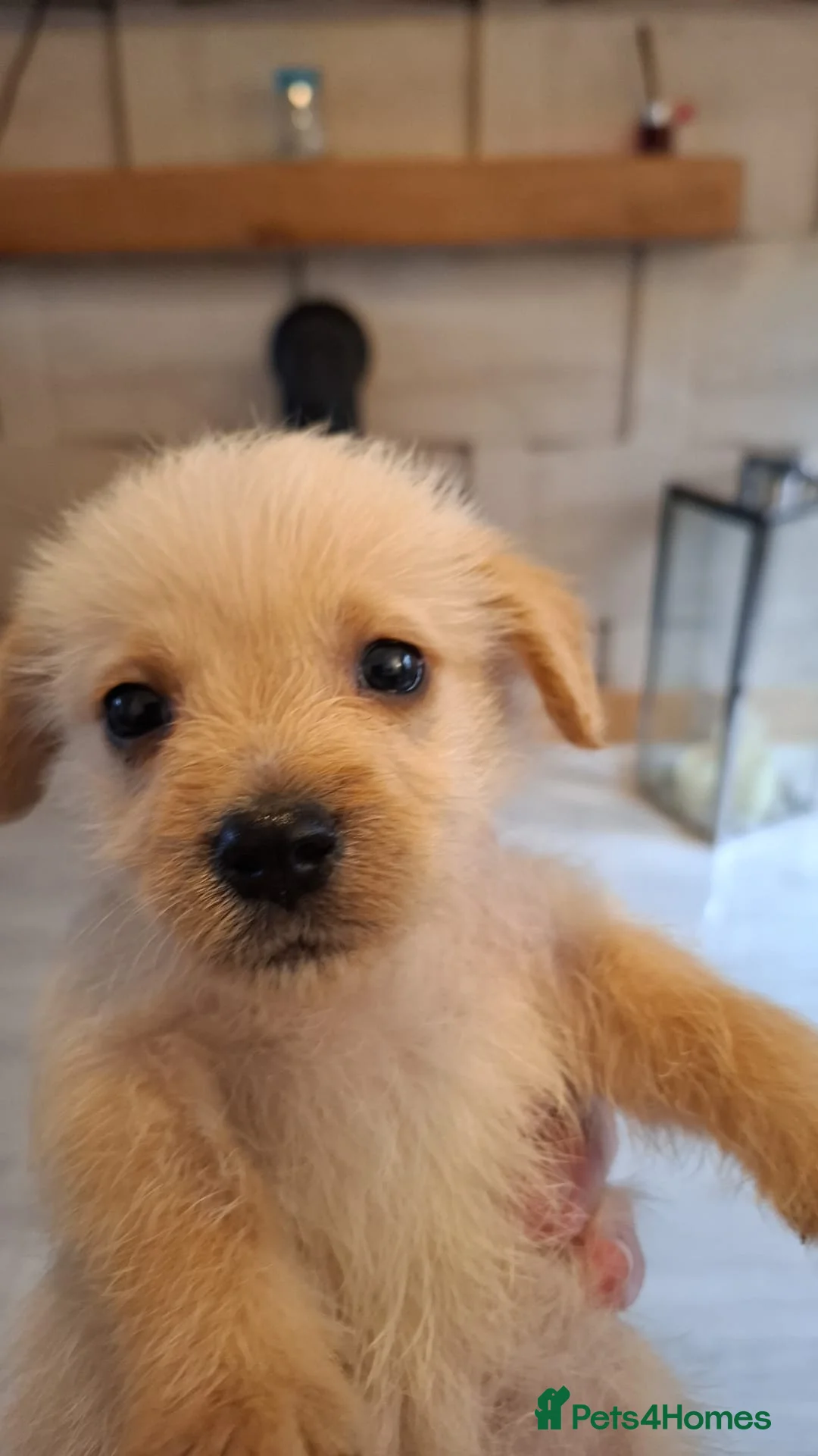 Mixed Breed dogs for sale: Beautiful healthy chiapoo's - Advert 28