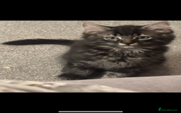 Maine Coon cats for sale: 2 Mainecoon/domestic shorthaired kittens - Image 1