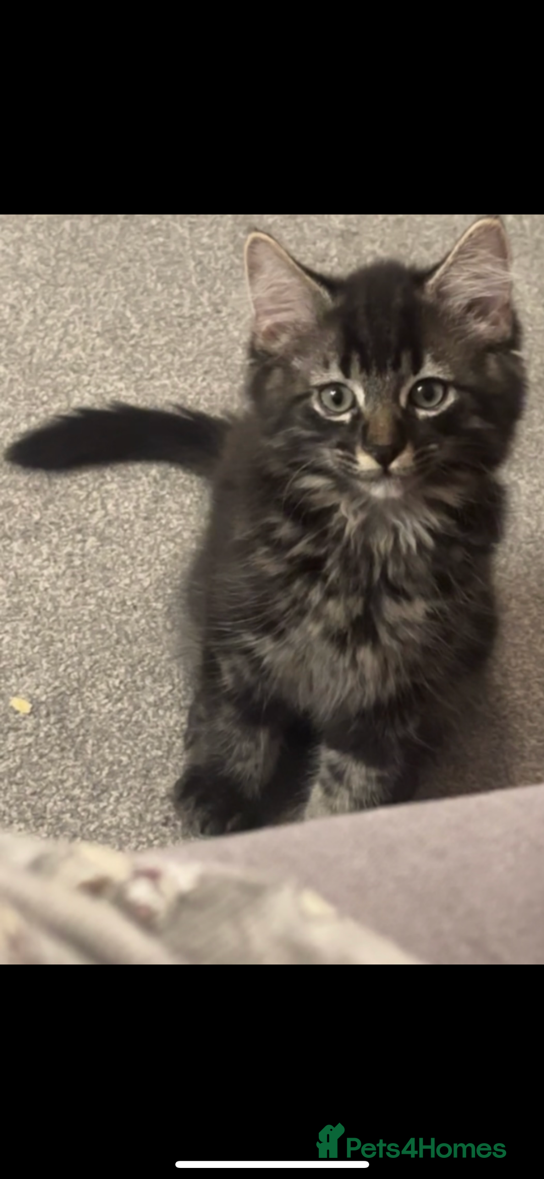 Maine Coon cats for sale: 2 Mainecoon/domestic shorthaired kittens - Image 1