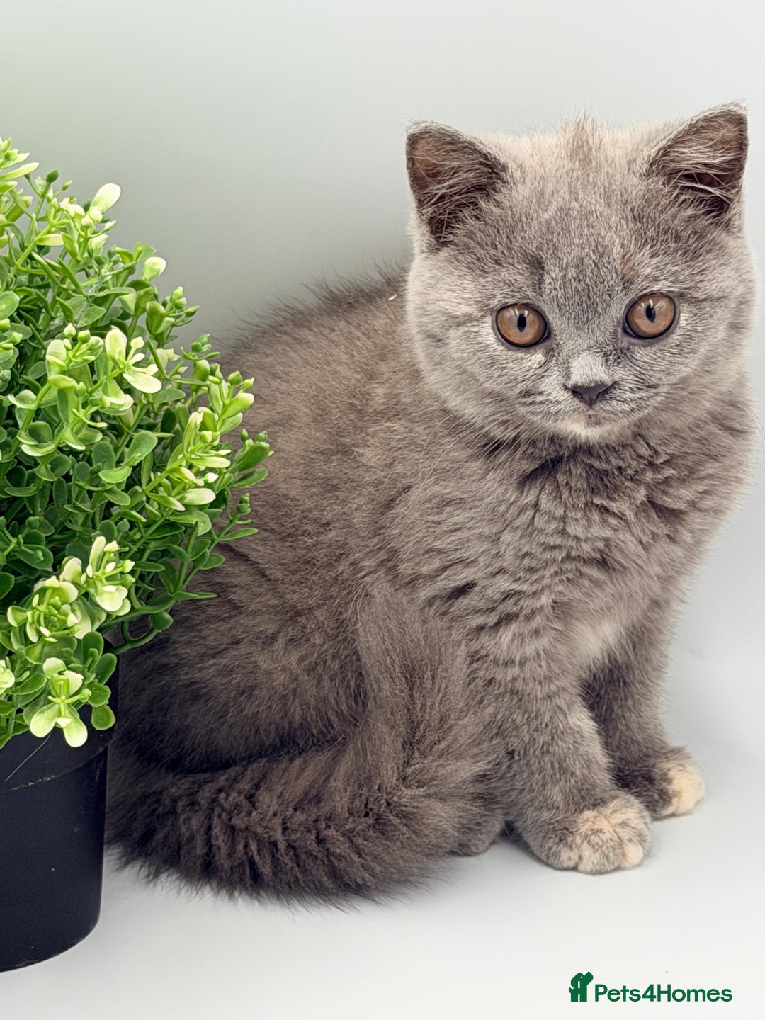 British Shorthair cats for sale: PEDIGREE REGISTERED CHUNKY BRITISH SHORTHAIRS  - Advert 6