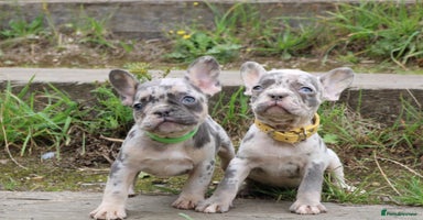 French Bulldog dogs - Advert 12