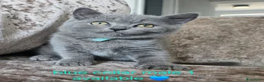 British Shorthair 2 blue collar male