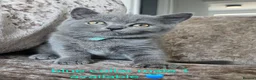 British Shorthair cats for sale: British blue shorthairs LAST 3 LEFT  - Advert 8