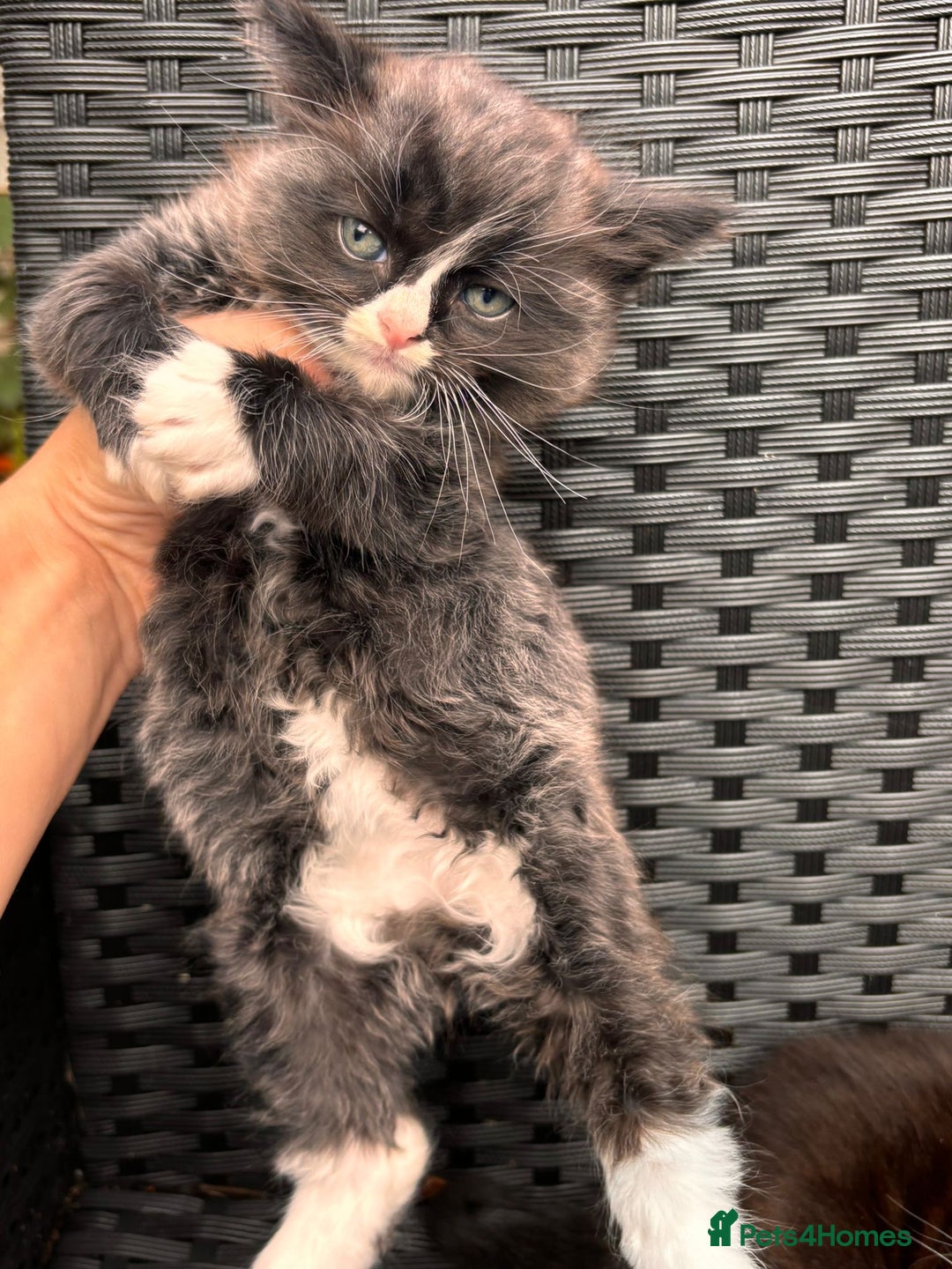 Mixed Breed cats for sale: Ragdoll mixed breed - Advert 8