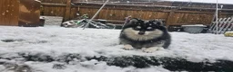 Pomsky dogs for sale: Pomsky litter coming - Advert 15