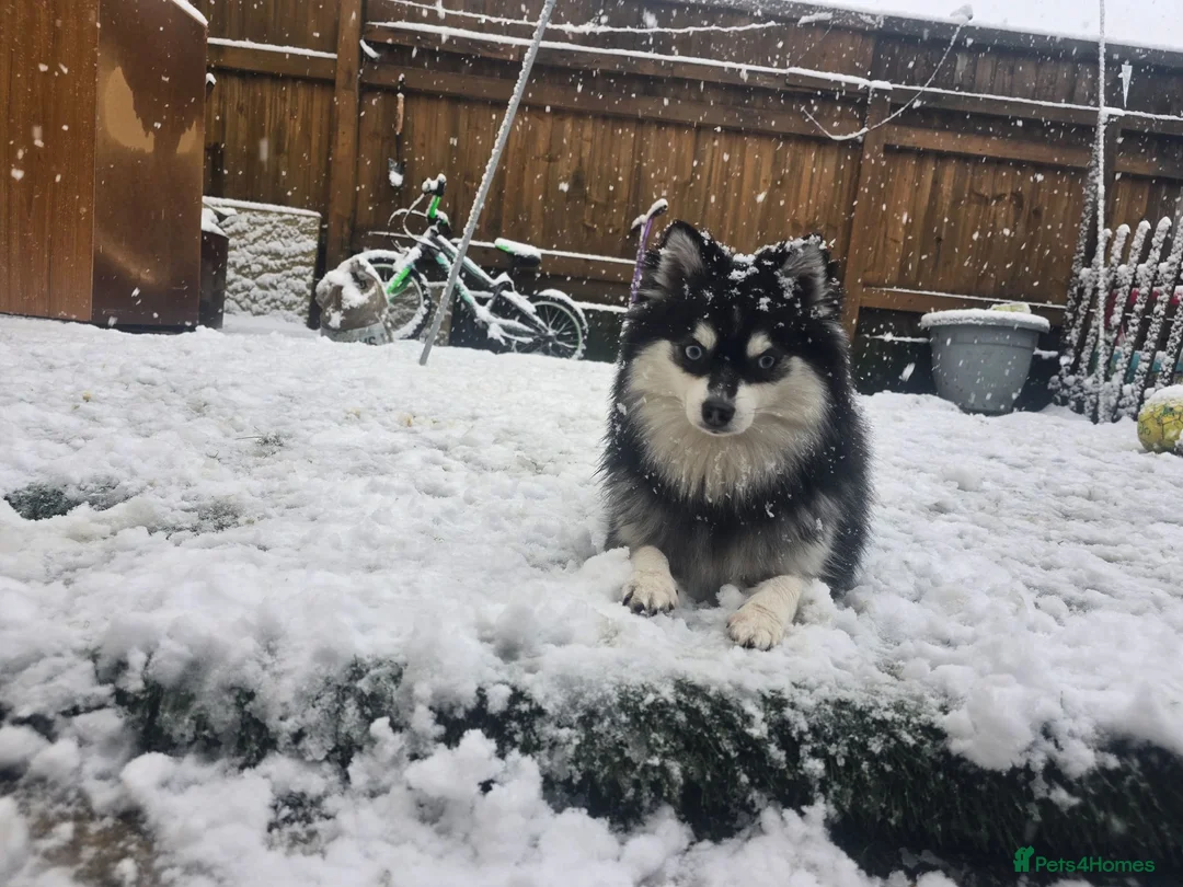 Pomsky dogs for sale: Pomsky litter coming - Advert 15