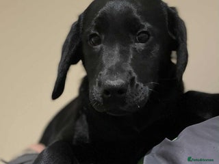 Labrador Retriever dogs Lovely Chunky Labrador Puppies - Advert 10