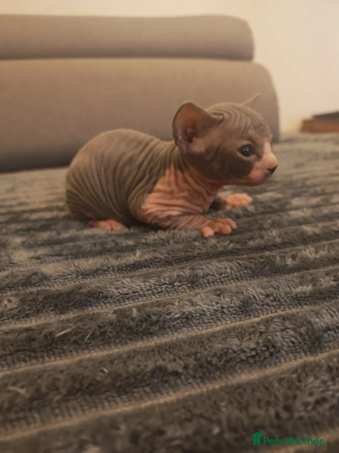 Sphynx cats for sale: Sphinx kittens  - Advert 16