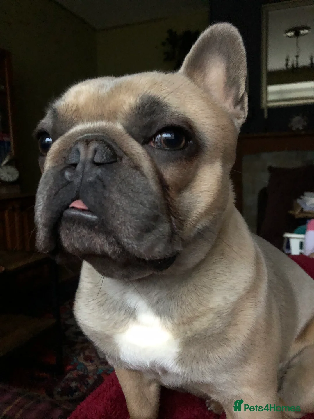 French Bulldog dogs for stud: Tiny French Bulldog – Quality KC 4kg  🌟 - Advert 2