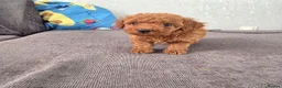 Toy Poodle dogs for sale: Need a home ready to leave  - Advert 4