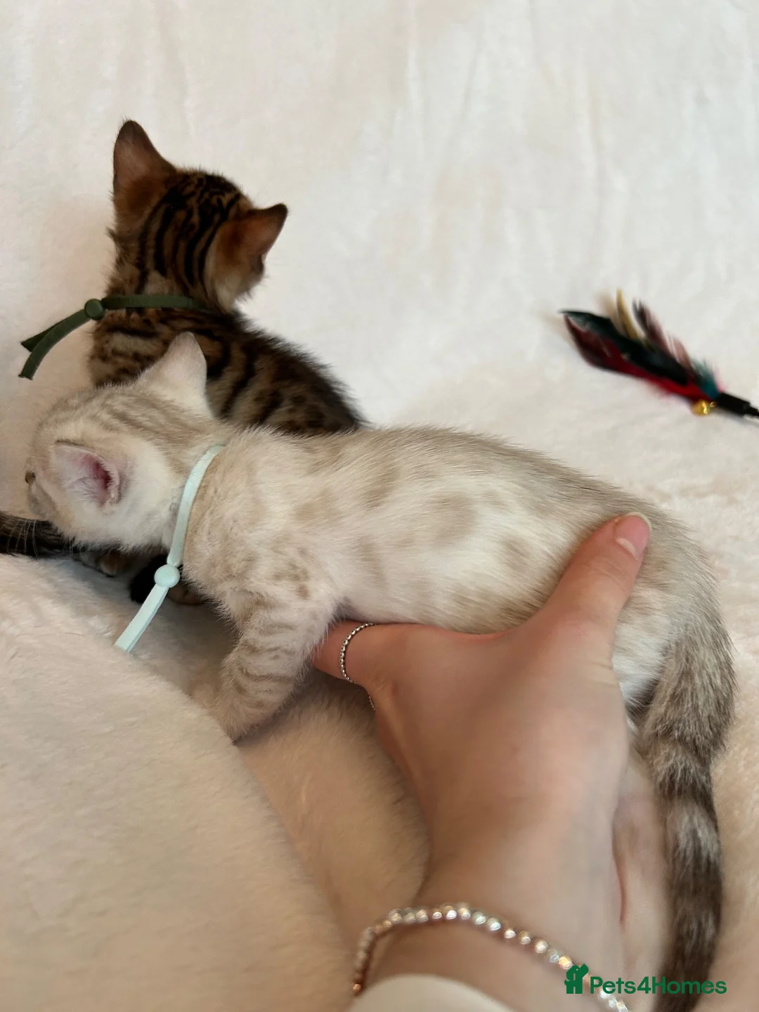 Bengal cats for sale: Stunning Pure Bengal Kittens Ready For Reservation - Advert 2
