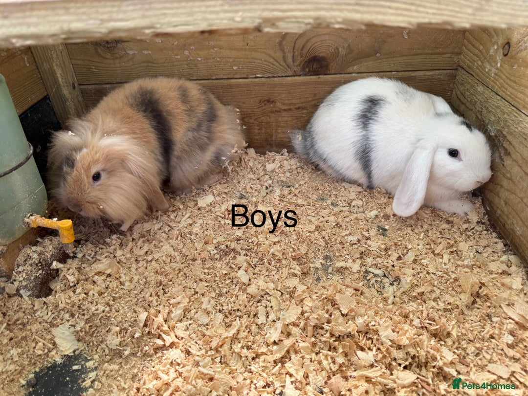 Mini Lop rabbits for sale: Mini lop babies - Image 3