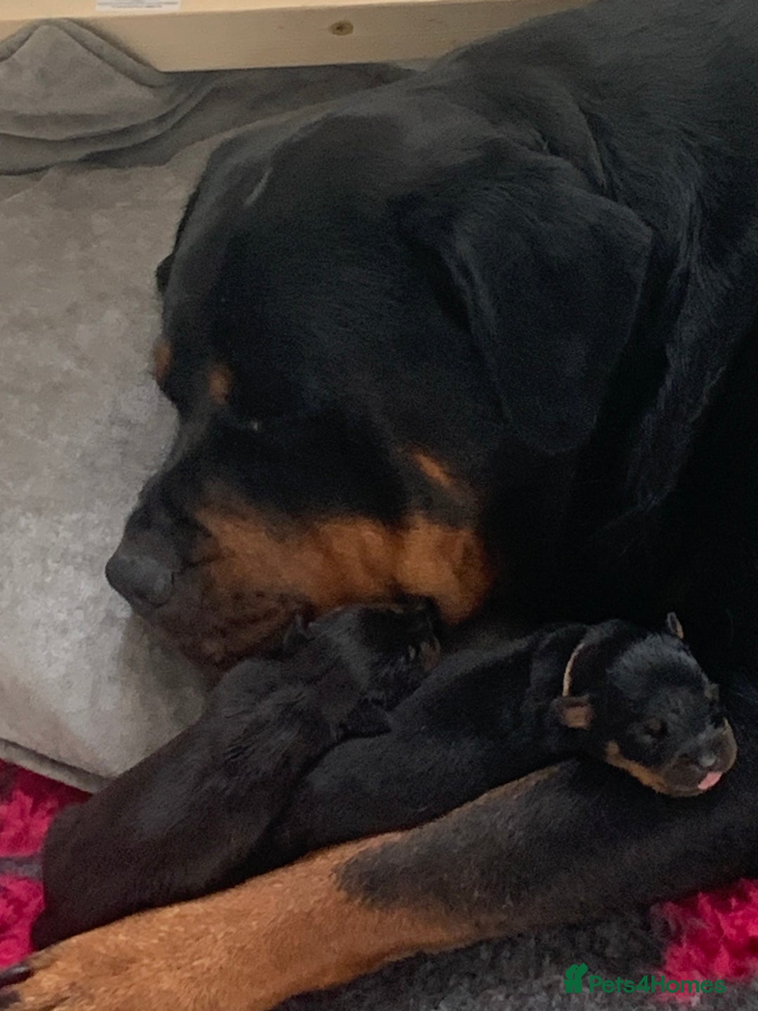 Rottweiler dogs for sale: Beautiful KC registered Rottweiler puppies  - Image 2