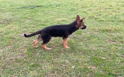 German Shepherd dogs for sale: 25 years experience breeding German Shepherds  - Image 6
