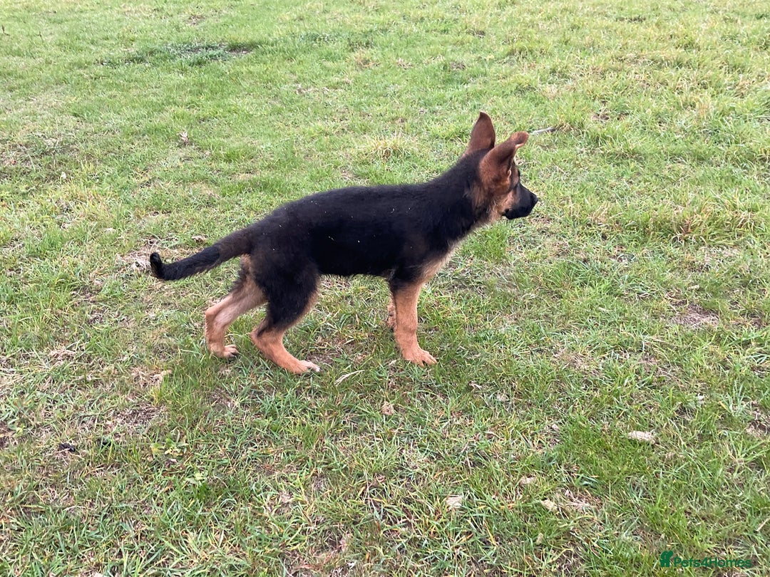 German Shepherd dogs for sale: 25 years experience breeding German Shepherds  - Image 6