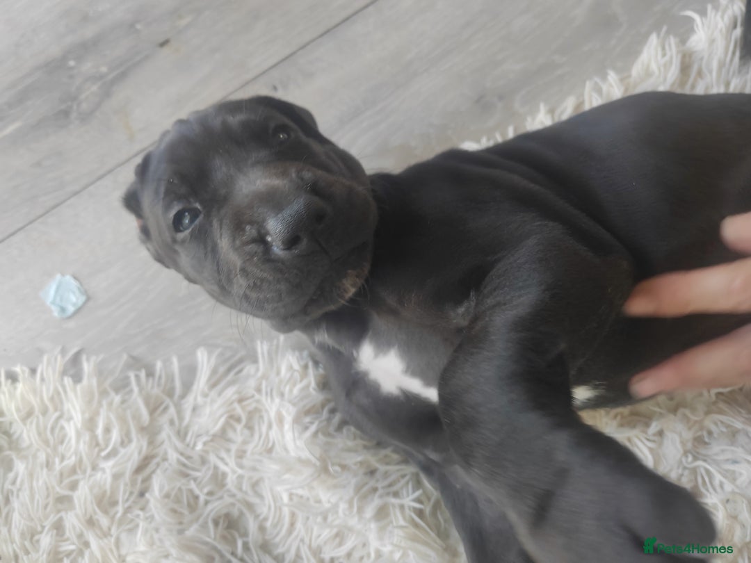 Great Dane dogs for sale: Beautiful KC registered Great Dane Puppies  - Image 27