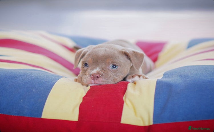 Old Tyme Bulldog dogs COUNCIL APPROVED,5⭐️RATED⭐️23 YEARS EXPERIENCE.  - Advert 10