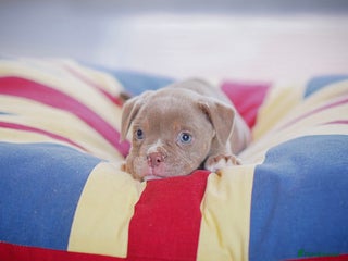 Old Tyme Bulldog dogs COUNCIL APPROVED,5⭐️RATED⭐️23 YEARS EXPERIENCE. - Advert 4