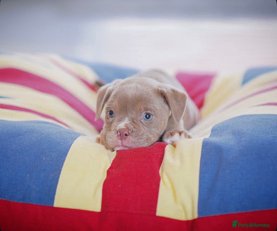 Old Tyme Bulldog dogs COUNCIL APPROVED,5⭐️RATED⭐️23 YEARS EXPERIENCE. - Advert 10