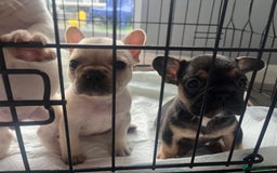 French Bulldog dogs for sale: French bulldog puppies  - Image 19